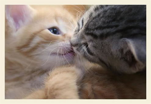 ANAK - ANAK KUCING LUCU YANG BIKIN GEMES