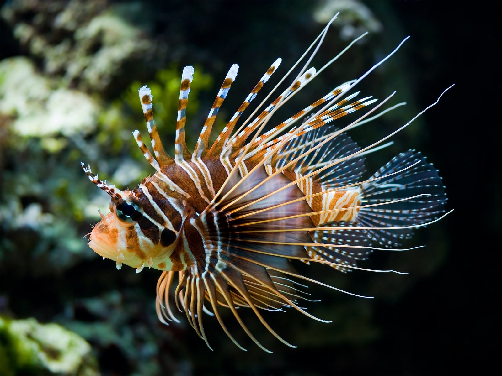 Ikan Hias Tercantik Di Dunia Kaskus