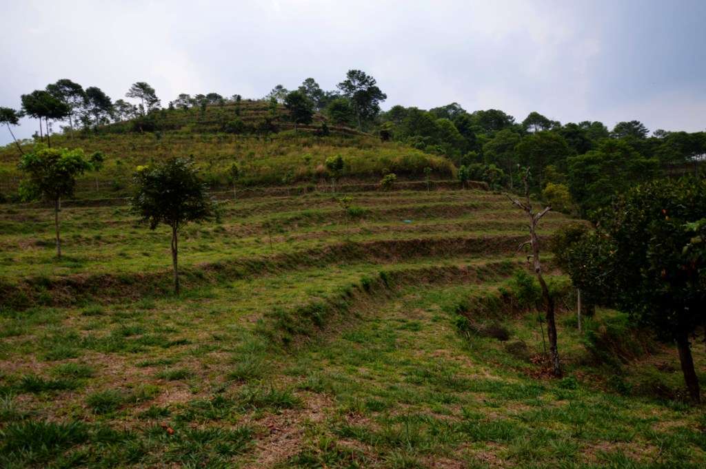 Nikmati Suana Hutan Tanpa Mendaki Gunung &quot;Hutan Organik Megamendung, Bogor.&quot; + Pic