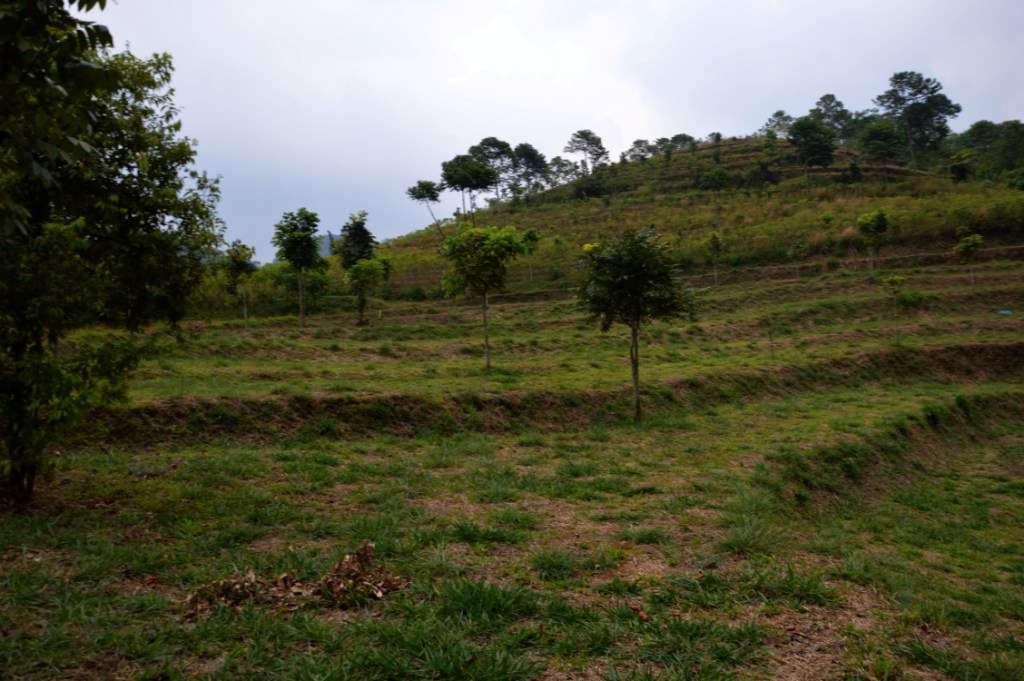 Nikmati Suana Hutan Tanpa Mendaki Gunung &quot;Hutan Organik Megamendung, Bogor.&quot; + Pic