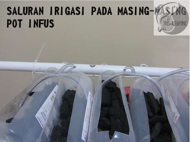 &#91;DIY&#93; Aquaponic Keren dari Gentong Bekas