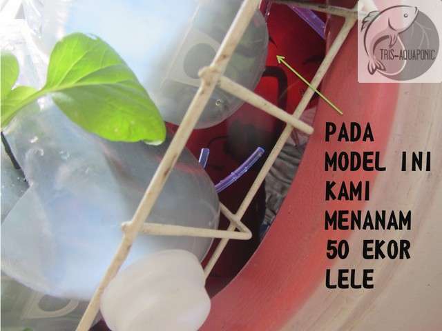 &#91;DIY&#93; Aquaponic Keren dari Gentong Bekas
