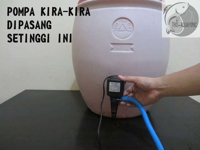 &#91;DIY&#93; Aquaponic Keren dari Gentong Bekas