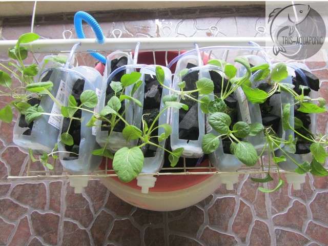 &#91;DIY&#93; Aquaponic Keren dari Gentong Bekas