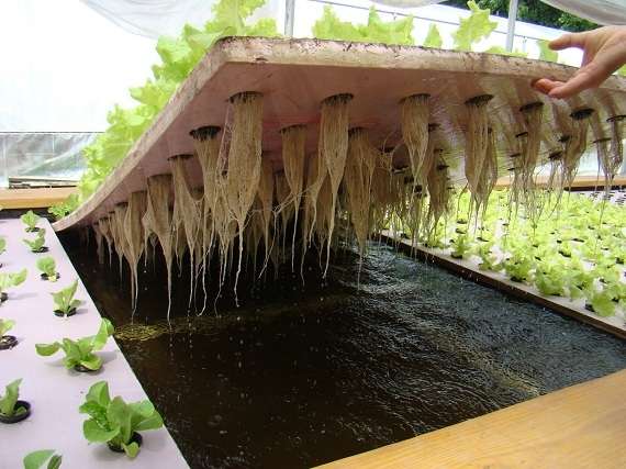 YUMINA (Mina Sayur) a.k.a Aquaponic