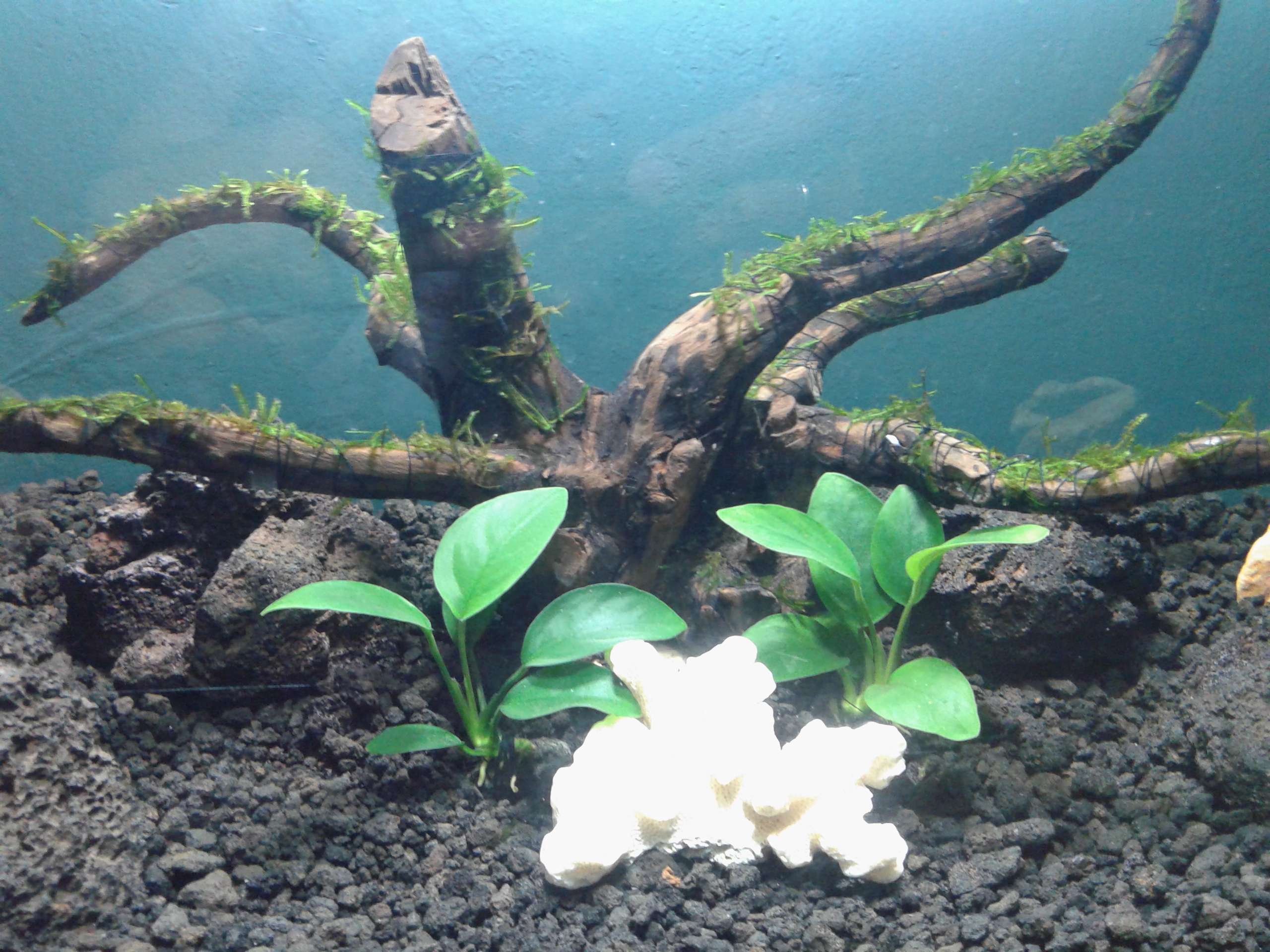 aquascape-for-everyone-learning-and-sharing---part-2