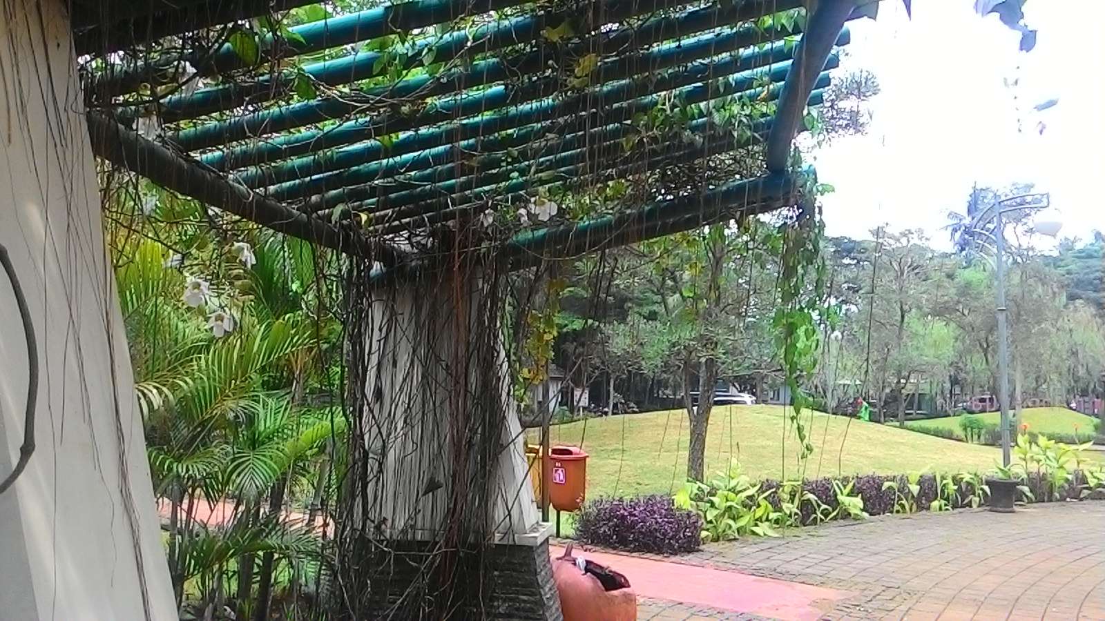 Jelajah Taman - Mengenal Taman Tabebuya