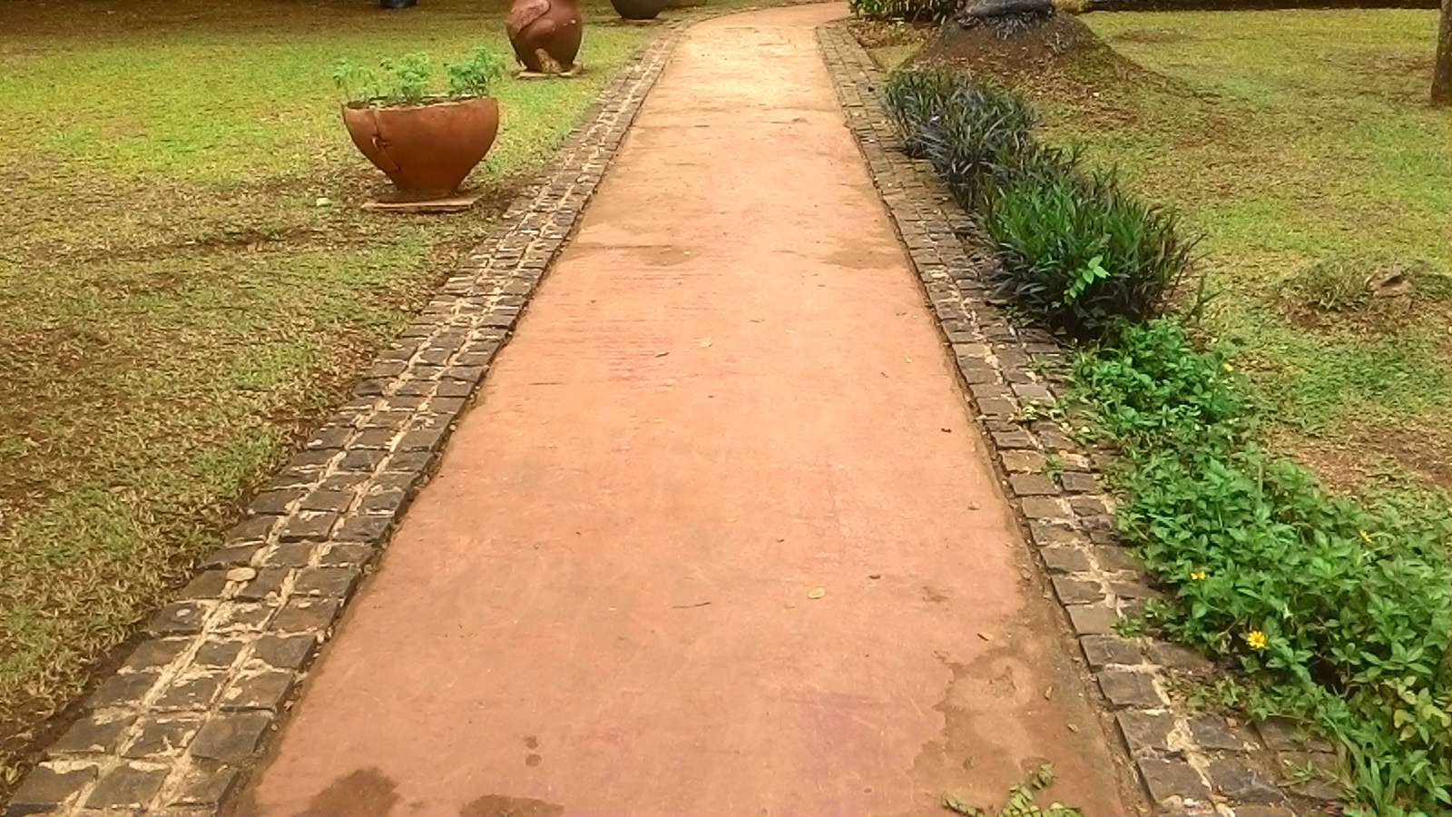 Jelajah Taman - Mengenal Taman Tabebuya