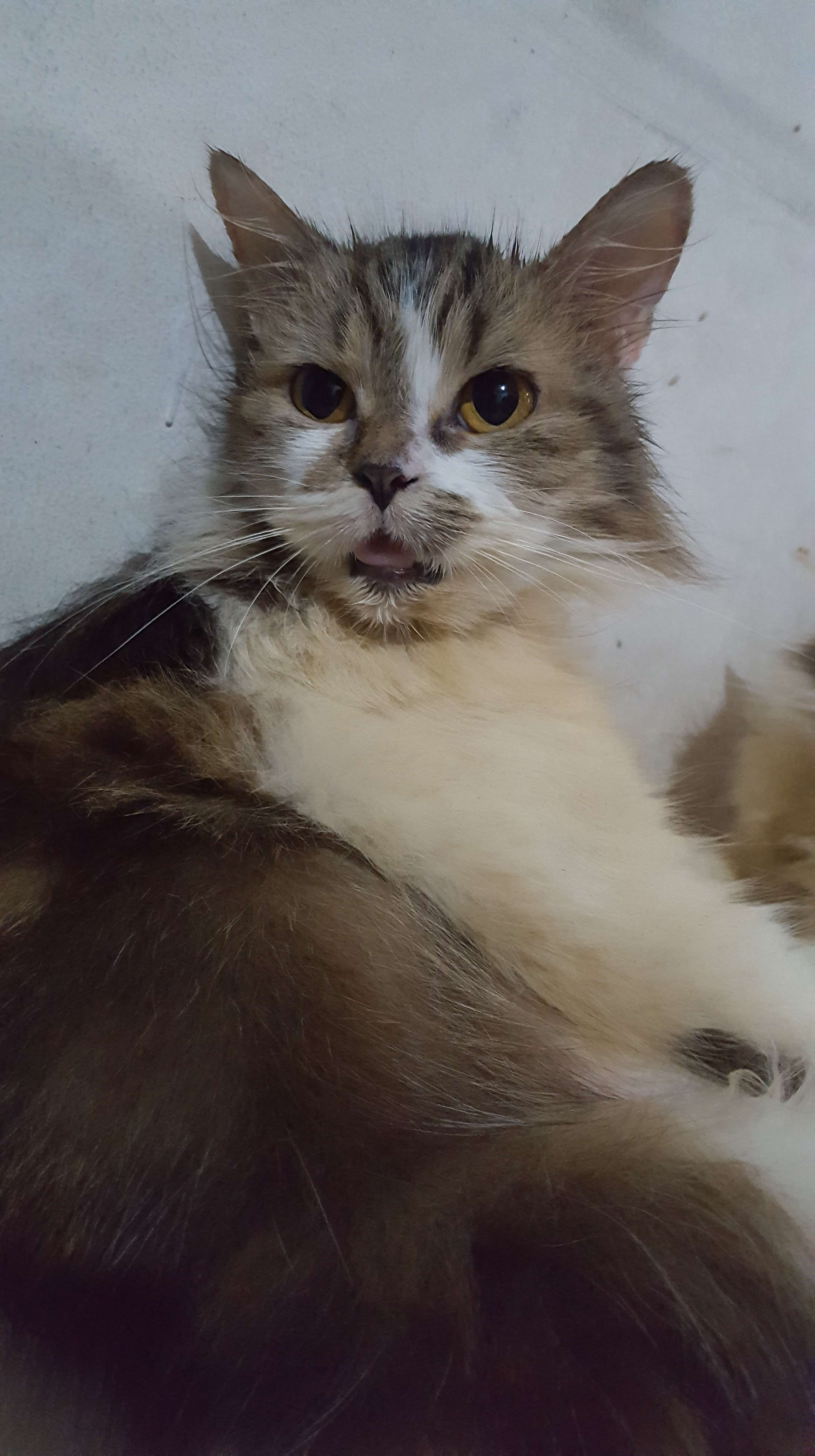 fotoquot-tingkah-konyol-piaraan-kalian--smua-jenis-pets-silahkan-masuk