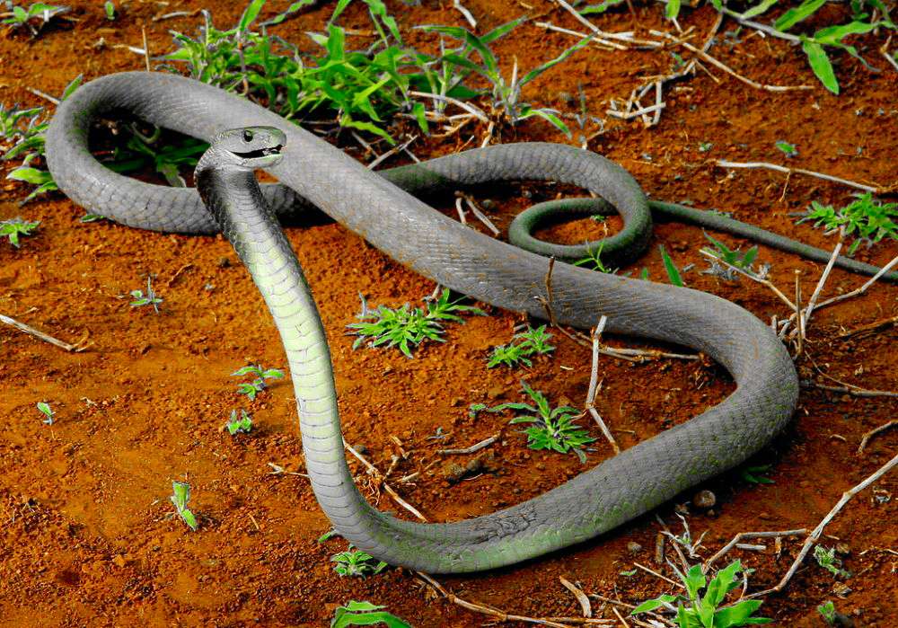 Bersyukur Ular Black Mamba Tidak &quot;Ramai&quot; Di Indonesia