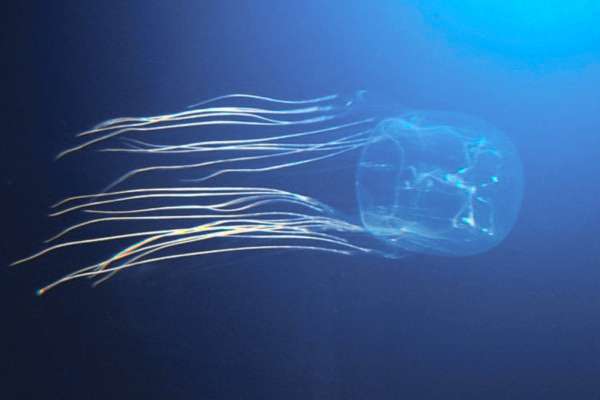 5-fakta-ubur-ubur-kotak-mahluk-laut-paling-berbisa-di-dunia