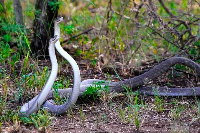 Bersyukur Ular Black Mamba Tidak &quot;Ramai&quot; Di Indonesia