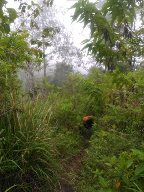 &#91;Catper&#93; Gunung Wilis Puncak Limas, Via Bajulan-Kab. Nganjuk, 25-26 Desember 2016