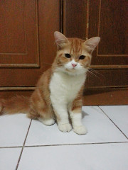 cat-lovers-kaskus-read-page-1-first---part-4