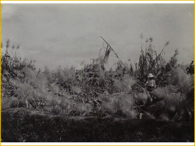 (Full Pic!) Koleksi Foto Letusan Kelud tahun 1901-1919, antara Keindahan dan Bencana.