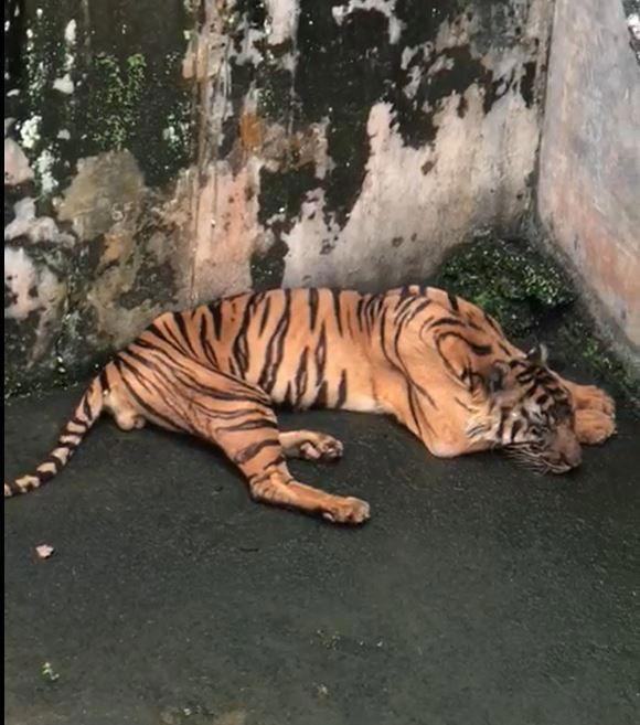 Tiga harimau mati di Medan Zoo, empat lainnya sakit parah