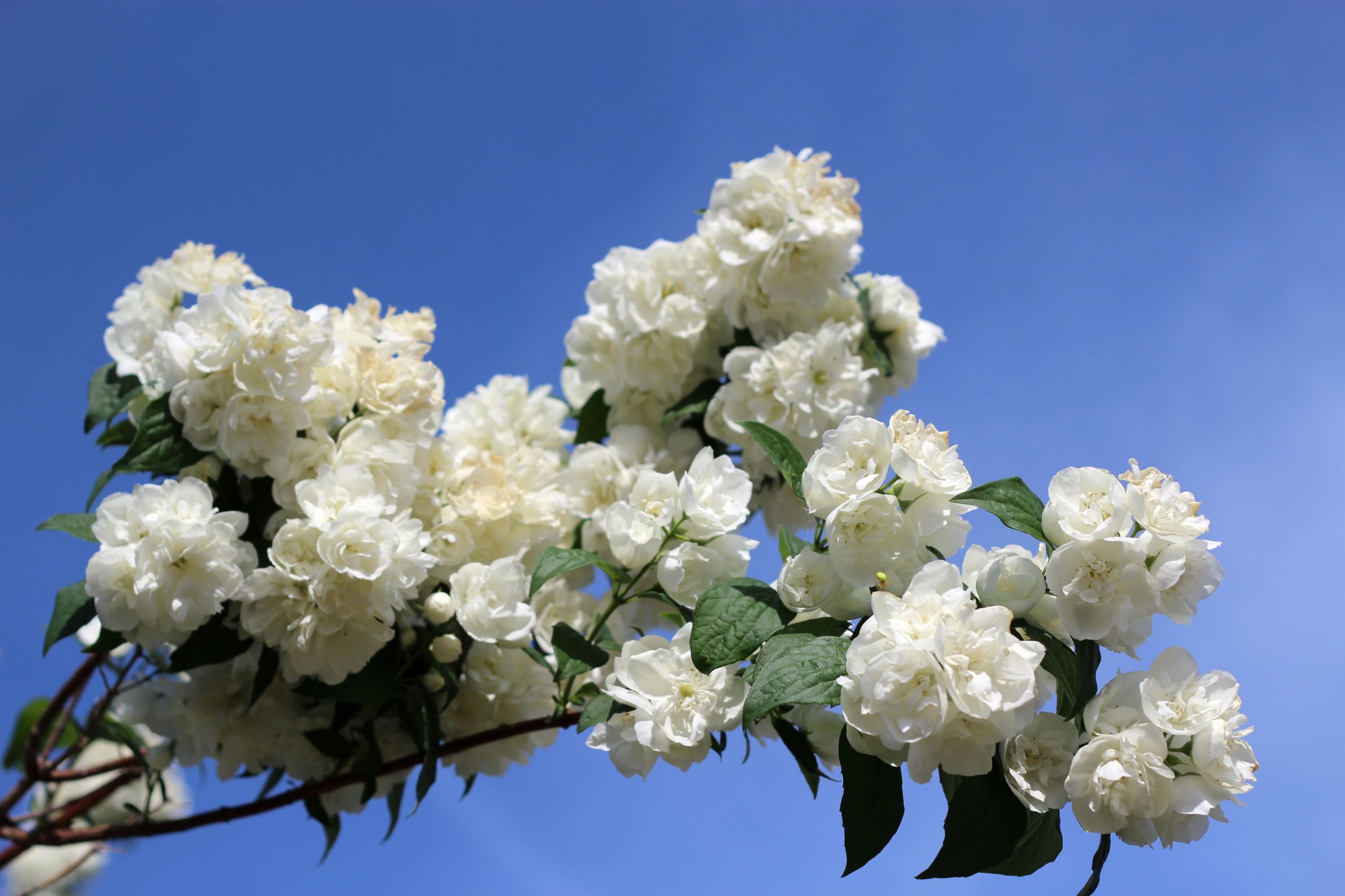 Larangan Pemerintah yang Unik dan Aneh dari Berbagai Negara