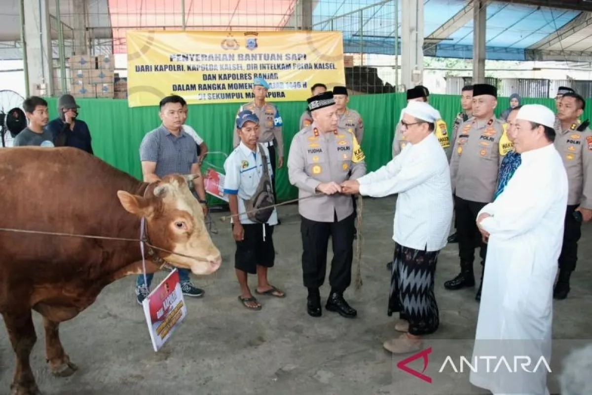 Kapolri sumbang empat sapi limosin untuk dukung Haul Guru Sekumpul