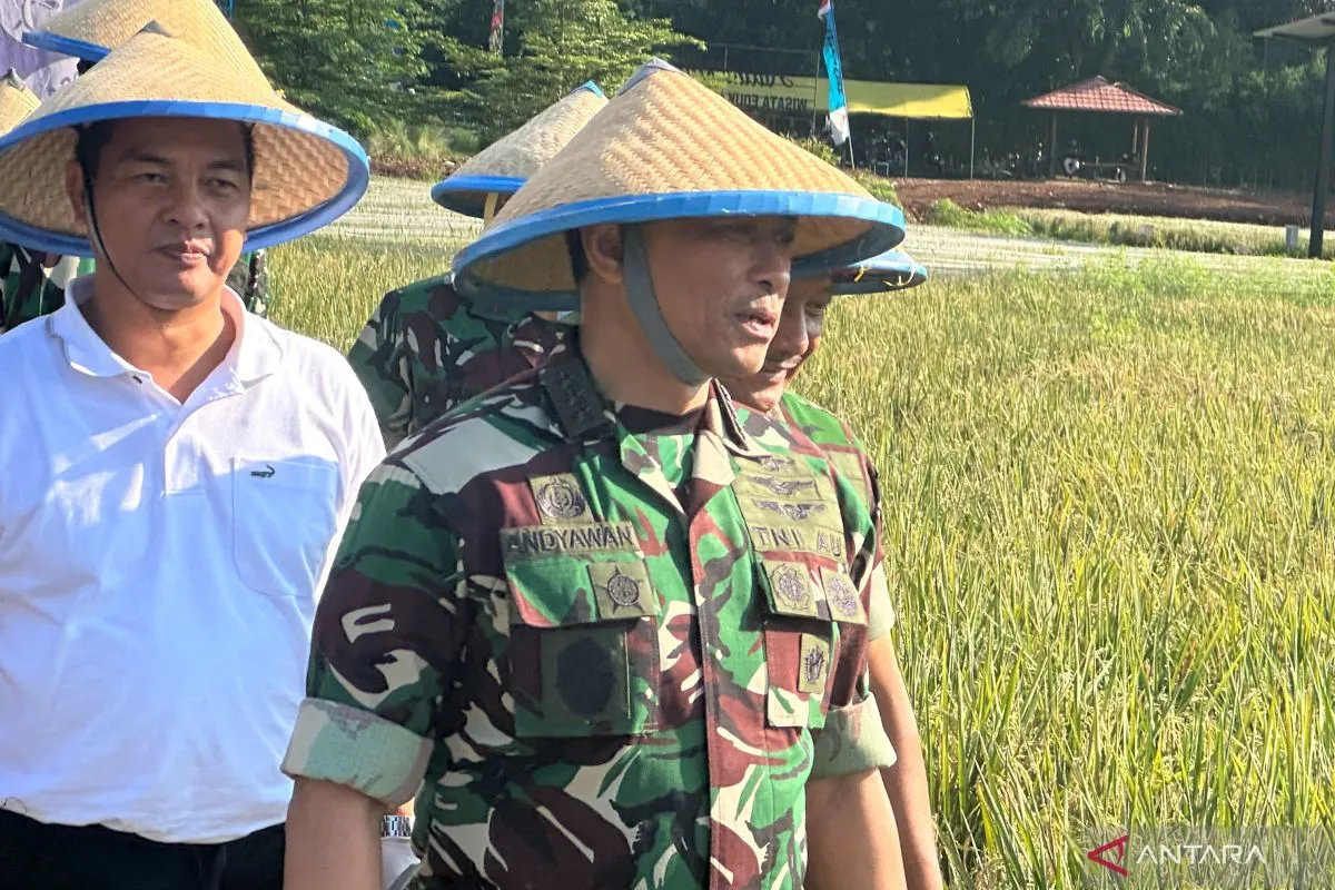 Wakil KSAU laksanakan panen padi di Lanud Halim untuk Ketahanan Pangan