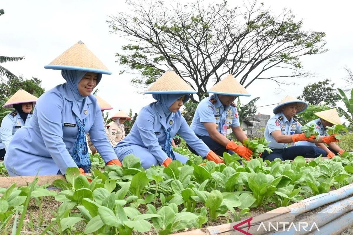 jajaran-lanud-husein-sastranegara-produksi-sayur-berkualitas-untuk-mbg