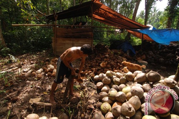 menanti-langkah-cepat-penanganan-anjloknya-harga-kopra