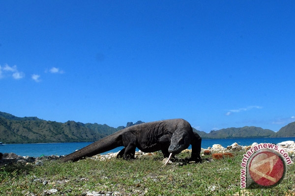 Apa Mamfaat Sail Komodo bagi Pariwisata di NTT??