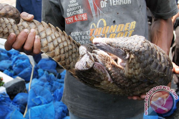 lounge-formil--gombalhok-si-thrombophob-kembali-siapa-lagi-mau-turun-gunung---part-8