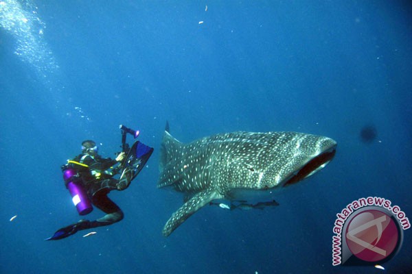 lounge-formil--gombalhok-si-thrombophob-kembali-siapa-lagi-mau-turun-gunung---part-8