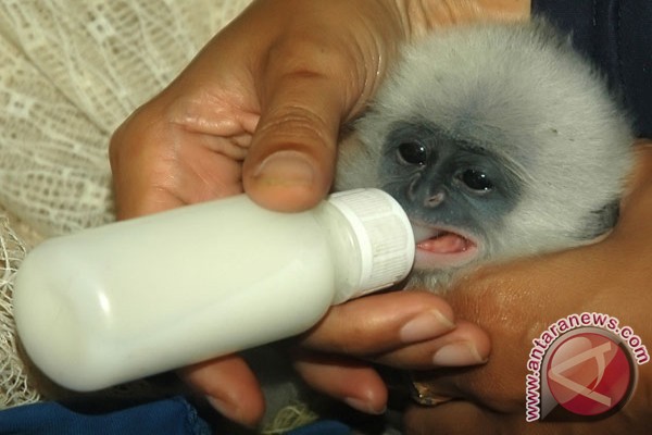 lounge-formil--gombalhok-si-thrombophob-kembali-siapa-lagi-mau-turun-gunung---part-8