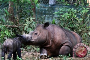 Mudiknya badak sumatra terakhir dari negara barat ke indonesia