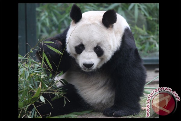 Menteri Siti dan Raline Shah Sambut 2 Giant Panda dari China