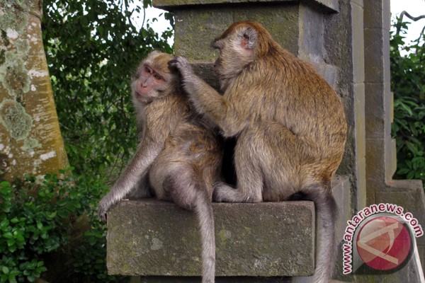 lounge-formil--gombalhok-si-thrombophob-kembali-siapa-lagi-mau-turun-gunung---part-8