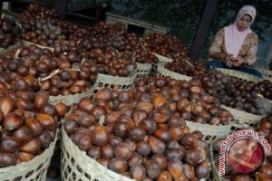 Keren! Salak Pondoh Sleman Menembus Pasar Eropa