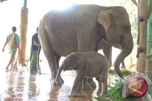 &#91;BINATANG&#93; Lucunya Dua Bayi Gajah di RAGUNAN 