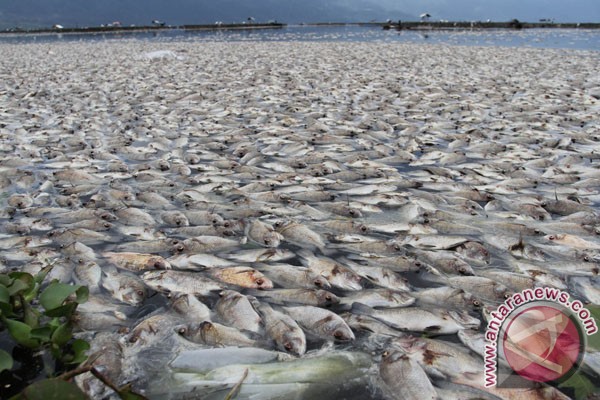 &#91;PIC&#93; Lima Ton Ikan Danau Maninjau Sumatera Barat Mati Mendadak