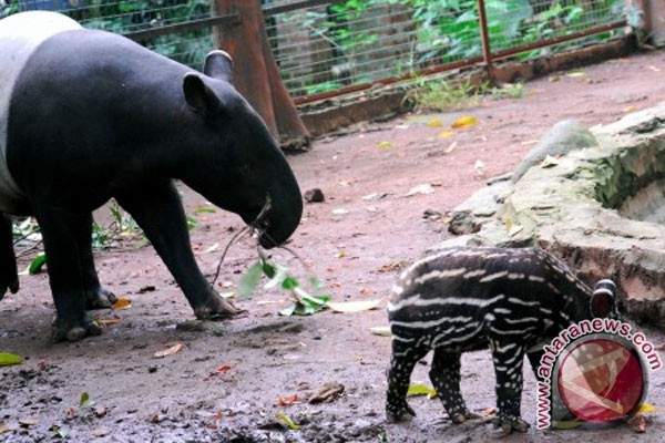 lounge-formil--gombalhok-si-thrombophob-kembali-siapa-lagi-mau-turun-gunung---part-8