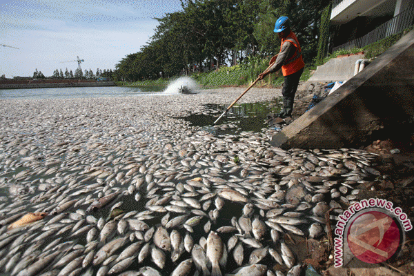 &#91;PIC&#93; Lima Ton Ikan Danau Maninjau Sumatera Barat Mati Mendadak