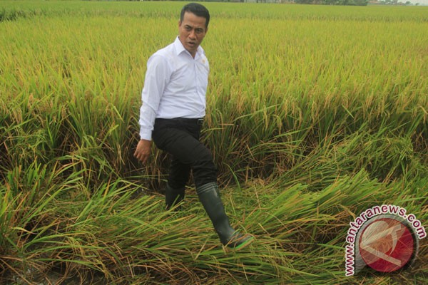 Menteri Pertanian Panen Raya Padi Di Lombok