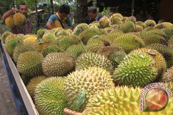 Ilmuwan Amerika Serikat Terkejut Dengan Rasa Durian