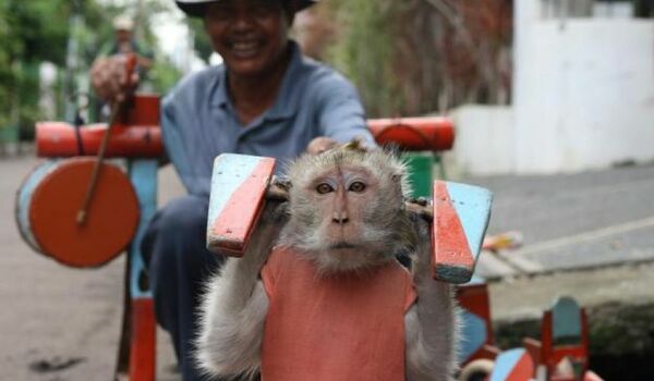 Heboh, seekor MONYET terlatih terekam kamera mencuri uang di kasir tol 