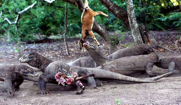 Tiket Wisata Pulau Komodo Mahal? Wajar, dong!