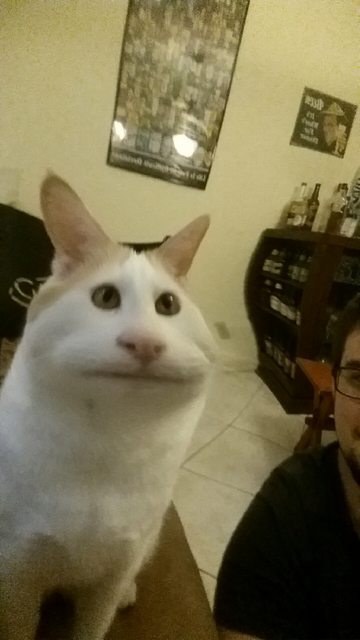 Kalau Anjing dan Kucing Pakai Snapchat