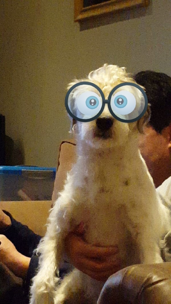 Kalau Anjing dan Kucing Pakai Snapchat