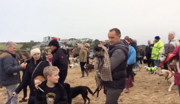 Hundreds Joined Walnut The Dog For His Heartbreaking Last Walk On The Beach