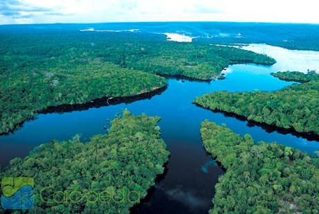 Mengenal Hewan Penghuni Sungai Amazon