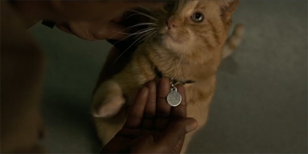 Mengenal lebih dekat Goose, kucing ras alien Flerken ( Captain Marvel )