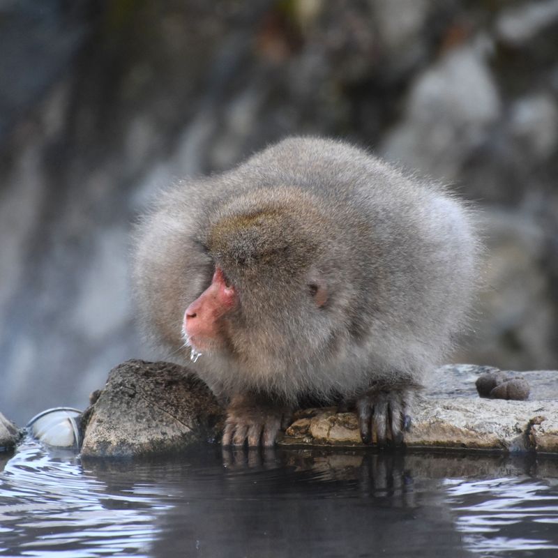 perjalanan-dari-tokyo-menuju-jigokudani-snow-monkey-park-biaya-dan-transportasi