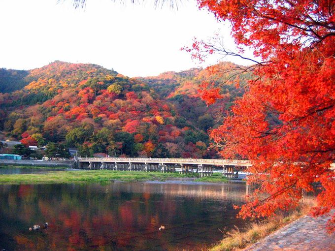 Tempat-tempat utk melihat momiji (maple tree) di Kyoto