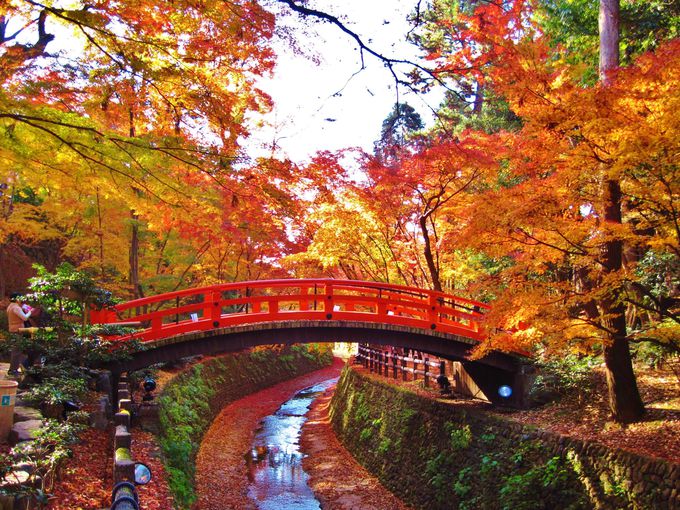 Tempat-tempat utk melihat momiji (maple tree) di Kyoto