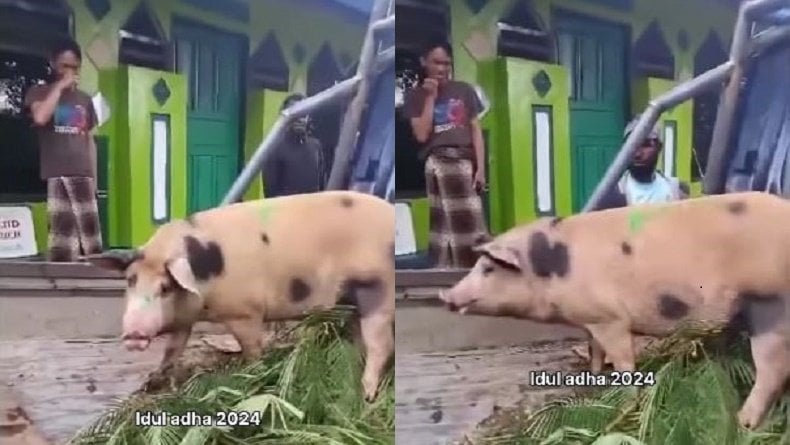 Viral Ustaz di Papua Dapat Kiriman Babi untuk Hewan Kurban dari Pria Baru Mualaf